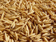 Корма для животных: пшеница овёс ячмень кукуруза сено солома